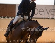 xx FZ TosTour2013- S5 3132 : Arezzo, Arezzo Equestrian Centre, Cavalli d'Italia, Toscana Tour 2013, foto di Stefano Secchi ©, xx FZ